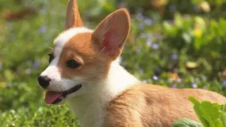 蝦殼對狗的影響 蝦殼對狗的影響