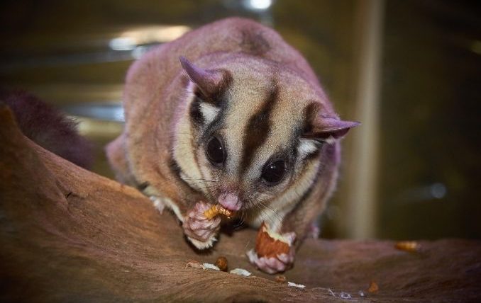 蜜袋鼯可以吃蛋糕嗎