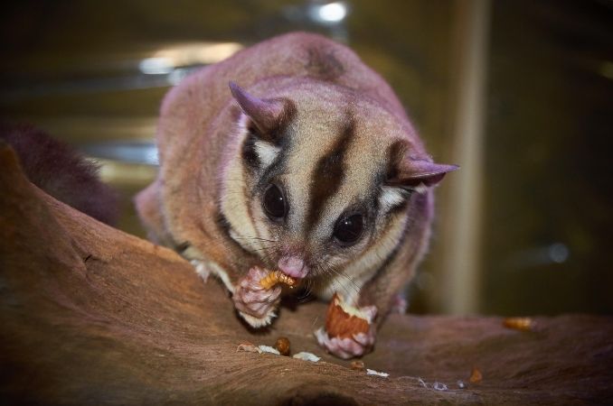蜜袋鼯飲食禁忌 蜜袋鼯飲食禁忌