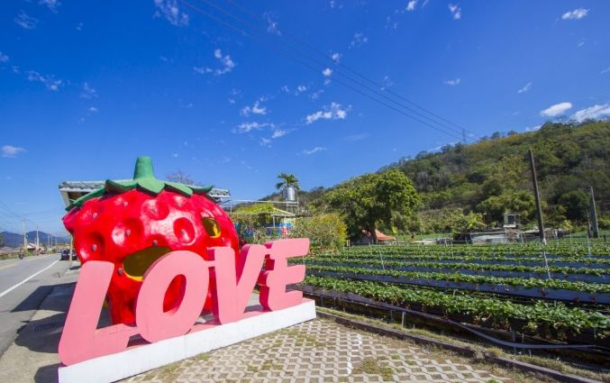 大湖草莓採摘 大湖草莓採摘