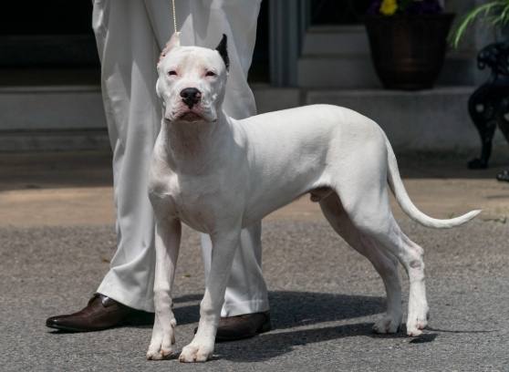 台灣寵物法規 台灣寵物法規