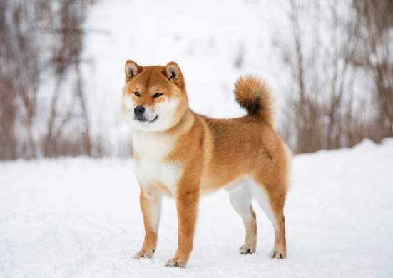 柴犬中暑症狀 柴犬中暑症狀