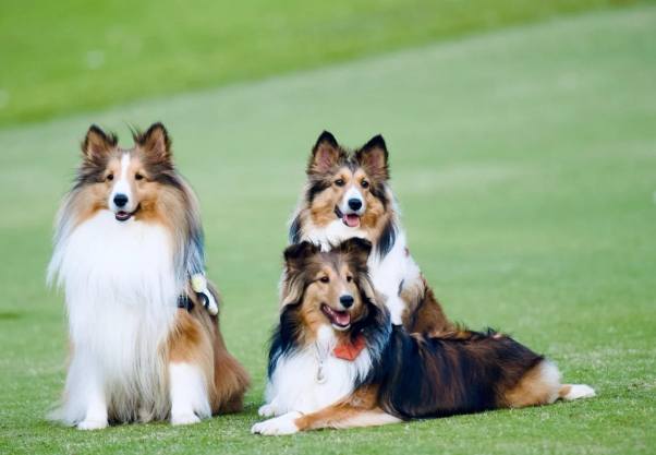 喜樂蒂訓練方法 喜樂蒂訓練方法