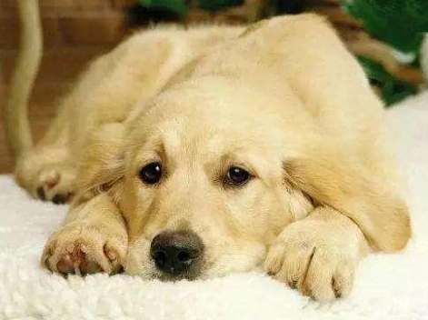 狗狗吐血原因 狗狗吐血原因