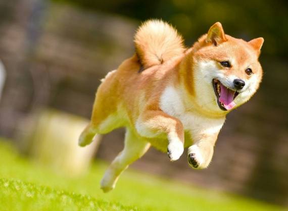 柴犬飲食指南 柴犬飲食指南