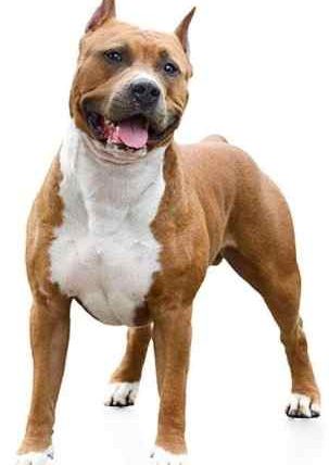 美國史大佛夏牛頭犬