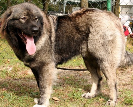 高加索牧羊犬