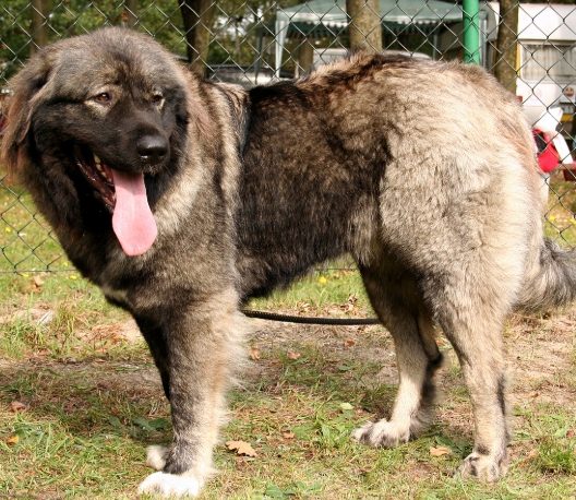 高加索牧羊犬完整指南：巨型守護犬的飼養秘訣與性格解析