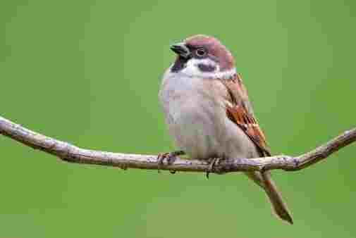 麻雀壽命 麻雀壽命