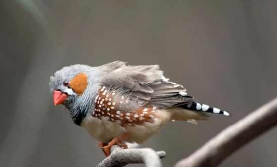 文鳥飼養溫度 文鳥飼養溫度