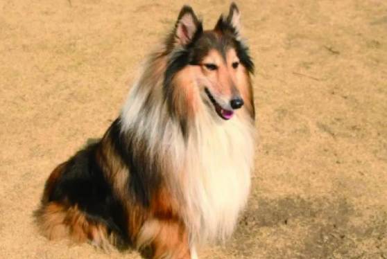 喜樂蒂智商排名 喜樂蒂智商排名