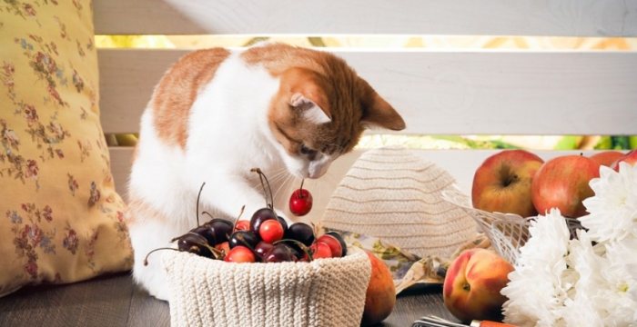 貓咪水果飲食 貓咪水果飲食