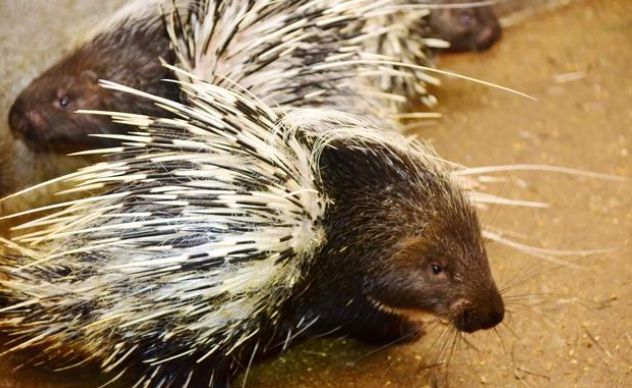 箭豬射箭裝備 箭豬射箭裝備