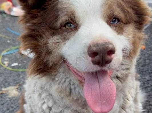 寵物蜂蜜安全 寵物蜂蜜安全