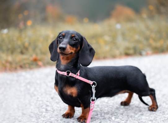 臘腸狗黏人嗎？