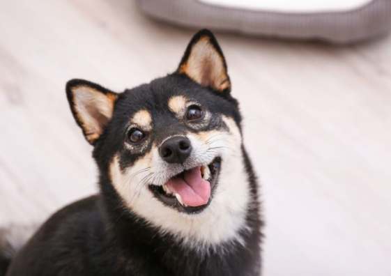 柴犬毛色遺傳 柴犬毛色遺傳