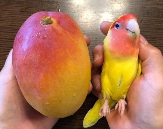 鸚鵡吃芒果 鸚鵡吃芒果