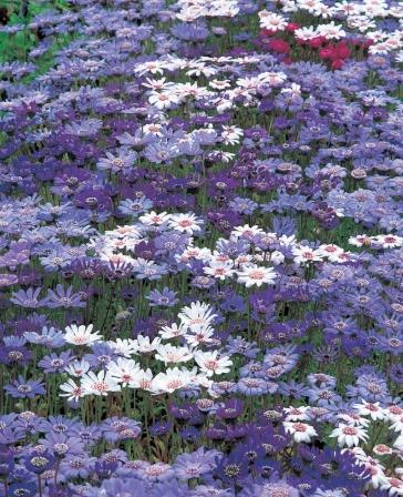 雛菊 花語 藍色 雛菊 花語 藍色