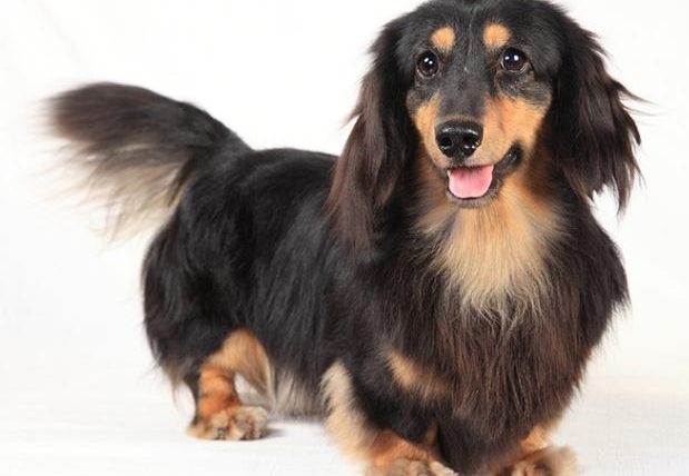 長毛臘腸狗智商