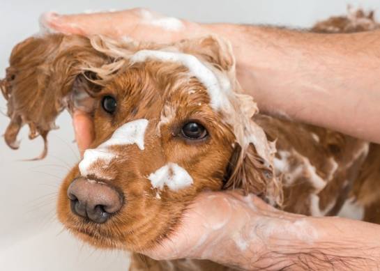 狗狗臉部清潔 狗狗臉部清潔