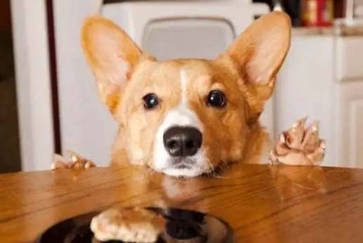 蝦殼對狗有害 蝦殼對狗有害