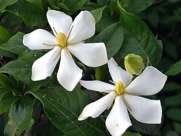 梔子花色變 梔子花色變