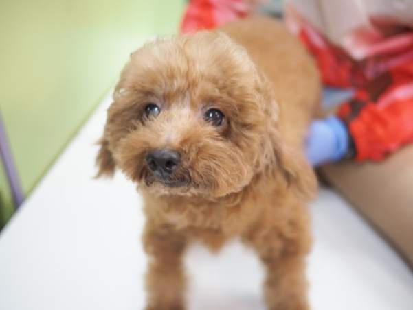 貴賓犬氣管問題 貴賓犬氣管問題