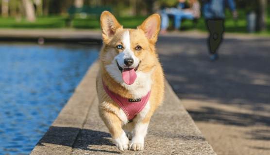 狗狗心臟病症狀 狗狗心臟病症狀