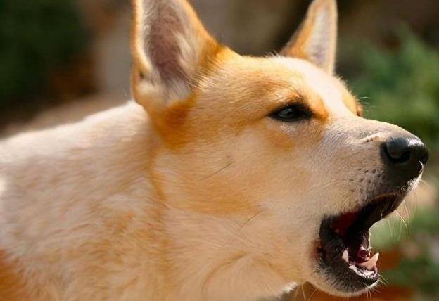 狗狗聽到聲音就叫