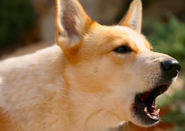 狗狗聽到聲音就叫怎麼辦？完整解析原因與實用訓練技巧