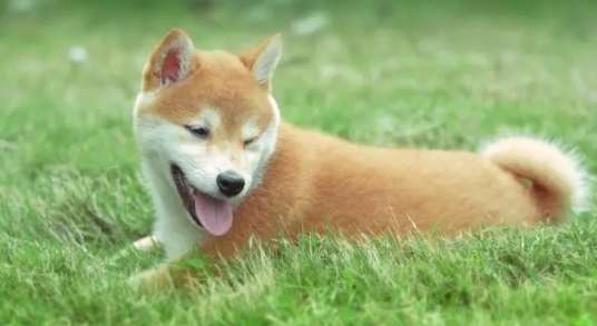 柴犬領養 柴犬領養