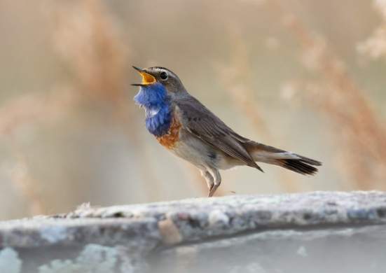 養鳥壞處 養鳥壞處