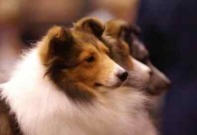 喜樂蒂牧羊犬体型 喜樂蒂牧羊犬体型