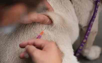 狂犬病疫苗接種