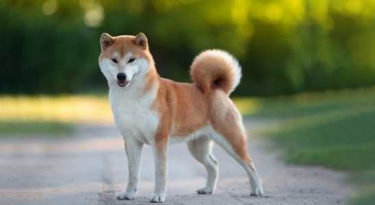 柴犬毛色遺傳 柴犬毛色遺傳