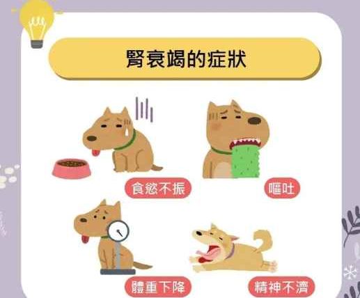 狗狗腎指數過高原因