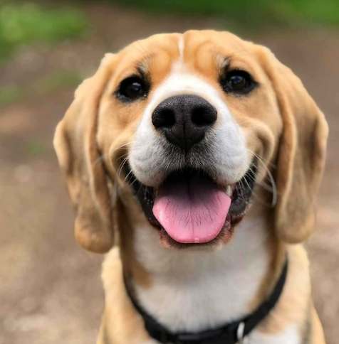 狗心臟病症狀 狗心臟病症狀