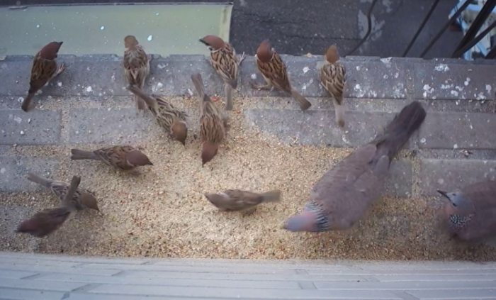 麻雀飲食指南 麻雀飲食指南