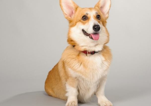 狗狗眼球摘除手術費用