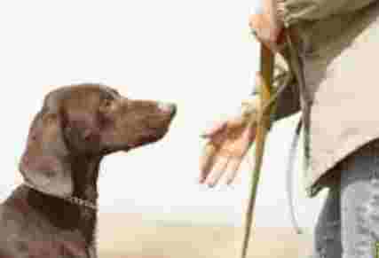 幼犬牽繩訓練技巧 幼犬牽繩訓練技巧