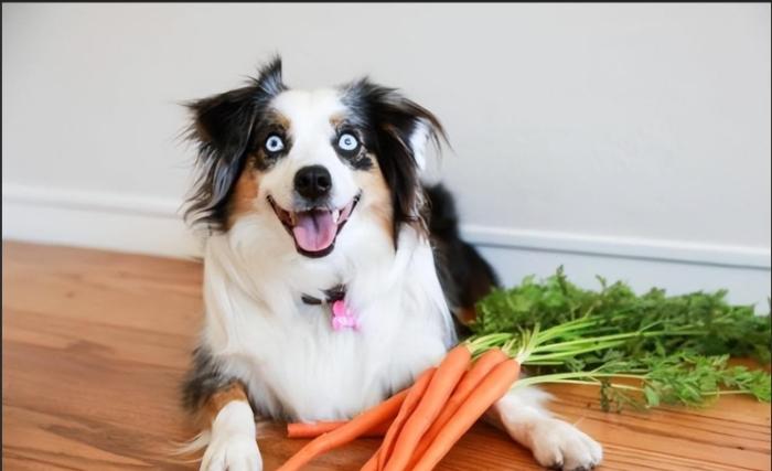 狗狗吃紅蘿蔔好處