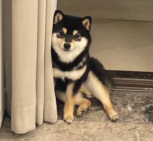 黑柴稀有性 黑柴稀有性