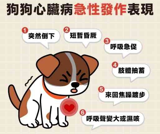 狗狗心臟發大