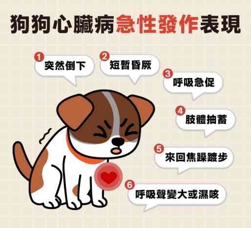 狗狗心臟發大完整指南：症狀、治療與照護全解析