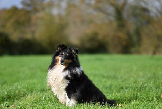 喜樂蒂購買建議 喜樂蒂購買建議