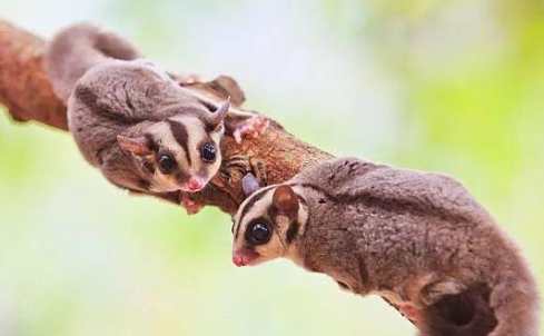 蜜袋鼯叫聲原因 蜜袋鼯叫聲原因