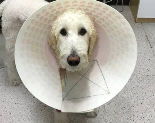 狗狗微創結紮費用