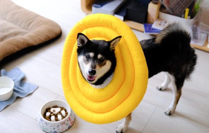 狗狗防舔圈