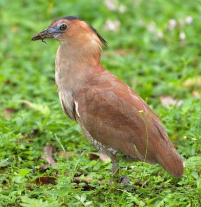 黑冠麻鷺 分布 黑冠麻鷺 分布