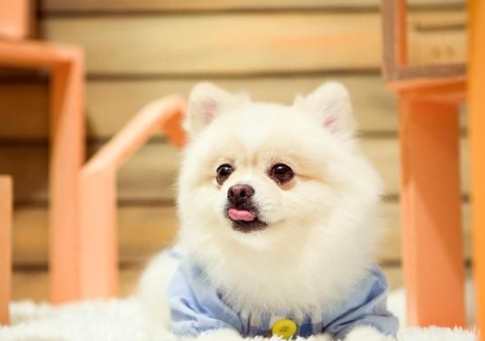 狗狗心脏病的护理